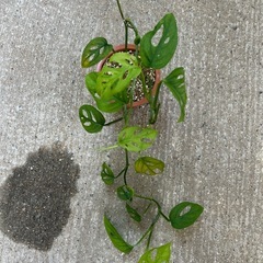 観葉植物 モンステラ オブリクアの画像