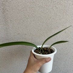 花の苗 球根植物 シロスジアマリリスの画像