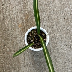 花の苗 球根植物 シロスジアマリリスの画像