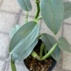 観葉植物 フィロデンドロン シルバーメタルの画像