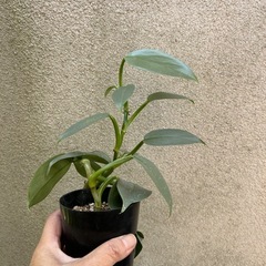 観葉植物 フィロデンドロン シルバーメタルの画像