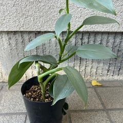 観葉植物 フィロデンドロン シルバーメタルの画像