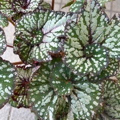 観葉植物 レックスベゴニア  カラーリーフの画像
