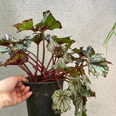 観葉植物 レックスベゴニア  カラーリーフの画像