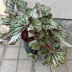 観葉植物 レックスベゴニア  カラーリーフの画像
