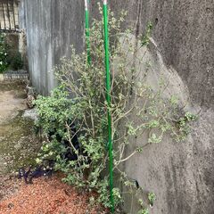 オリーブ、斑入りヒメトベラ、ヤマアジサイ　地植えの画像