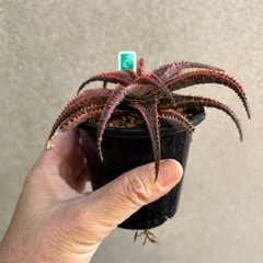 多肉植物 アロエ クリスマスキャロルの画像