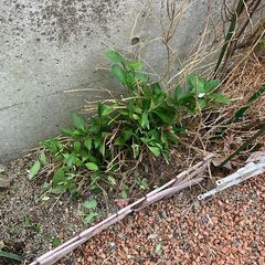 オリーブ、斑入りヒメトベラ、ヤマアジサイ　地植えの画像