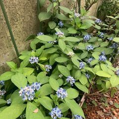 オリーブ、斑入りヒメトベラ、ヤマアジサイ　地植えの画像