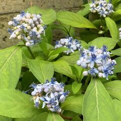 オリーブ、斑入りヒメトベラ、ヤマアジサイ　地植えの画像