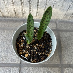 12月開花 花の苗 球根植物 ラケナリア ヴィリディフローラの画像