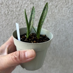 12月開花 花の苗 球根植物 ラケナリア ヴィリディフローラの画像