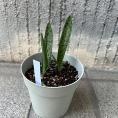 12月開花 花の苗 球根植物 ラケナリア ヴィリディフローラの画像