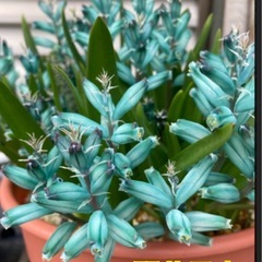 12月開花 花の苗 球根植物 ラケナリア ヴィリディフローラの画像