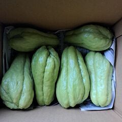 大きいしいたけ　原木栽培の画像