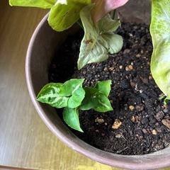 シンゴニウム寄せ植えの画像