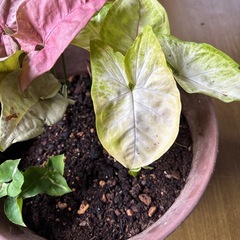 シンゴニウム寄せ植えの画像