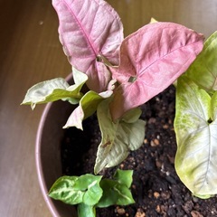 シンゴニウム寄せ植えの画像