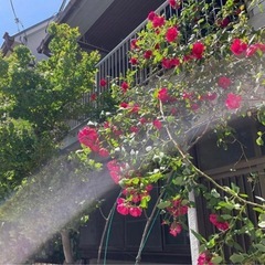 ビビディバビディ部の画像