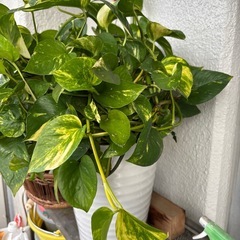 ポトス　大株の画像