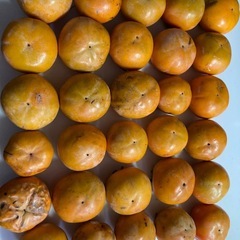 小さい柿の画像