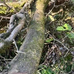 差し上げます。薪　薪ストーブ　キャンプ　マキの画像