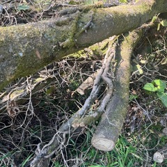 差し上げます。薪　薪ストーブ　キャンプ　マキの画像