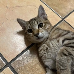 沖縄から来るグレー系キジトラ♂コハクくん推定5ヶ月