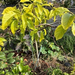 アボカド5年以上ものの画像