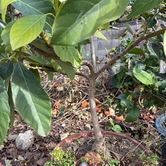 アボカド5年以上ものの画像