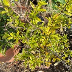 ザクロ植木鉢5年以上物の画像