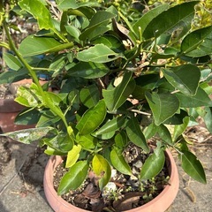 レモン5年以上の画像