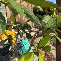 アボカド5年ものの画像