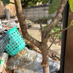 アボカド5年ものの画像