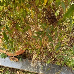 地植えザクロの画像