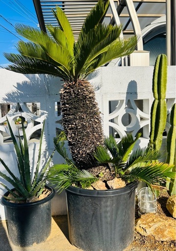 美株 ソテツ　NPポット45黒鉢付