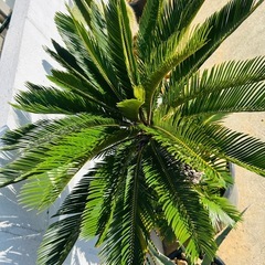 美株 ソテツ　NPポット45黒鉢付の画像