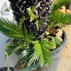 美株 ソテツ　NPポット45黒鉢付の画像