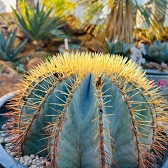 極上　王冠竜　12号鉢　の画像