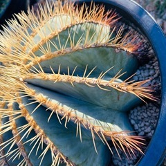 極上　王冠竜　12号鉢　の画像