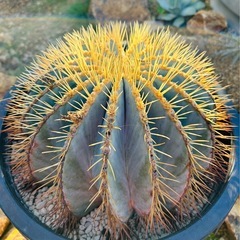 極上　王冠竜　12号鉢　の画像