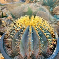 極上　王冠竜　12号鉢　の画像