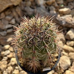 希少 極太　弁慶柱の画像