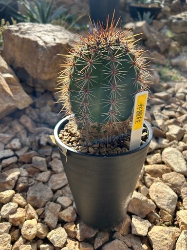 美株 ソテツ　NPポット45黒鉢付 美株 ソテツ NPポット45黒鉢付 NPポットシリーズ | DICプラスチック株式