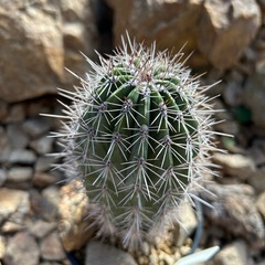 極太 武倫柱　の画像