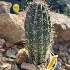 極太 武倫柱　の画像