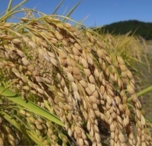 令和7年産　コシヒカリ