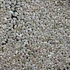 令和7年産　コシヒカリの画像