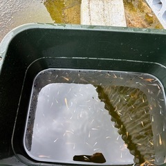 メダカ（たくさん）の画像