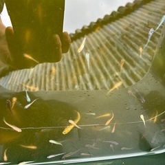 メダカ（たくさん）の画像